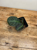 Labisia species 'Turtle Front'