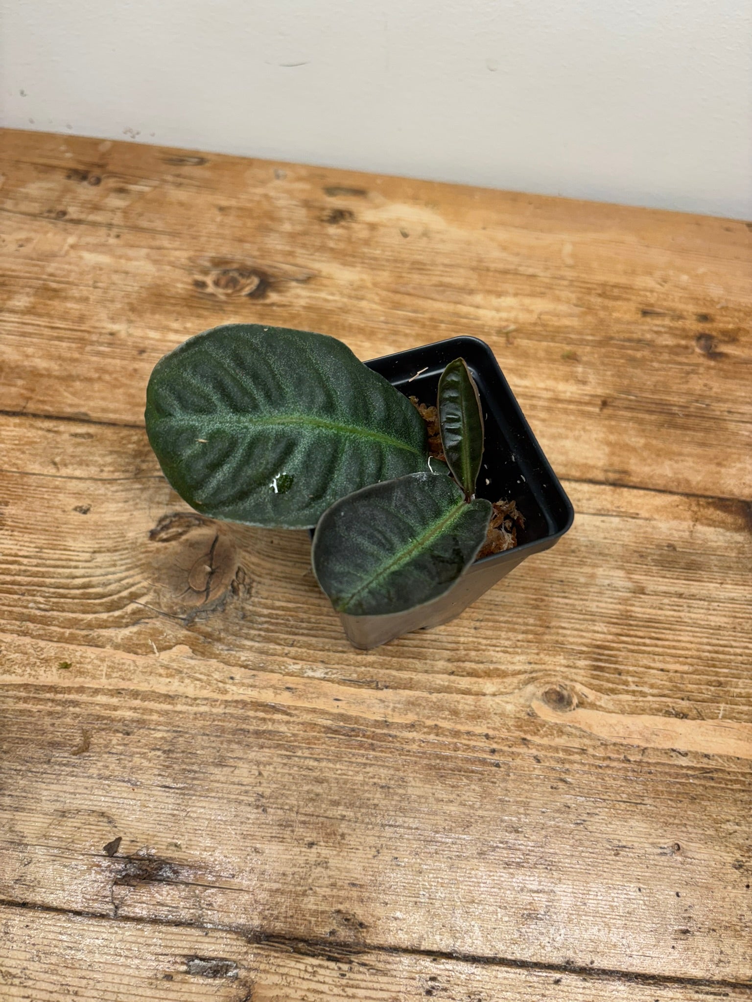 Labisia species 'Turtle Front'