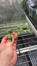 NoID species variegated (Philippines)