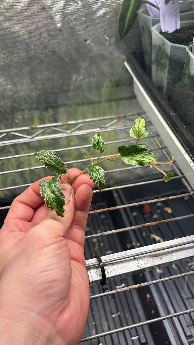 NoID species variegated (Philippines)