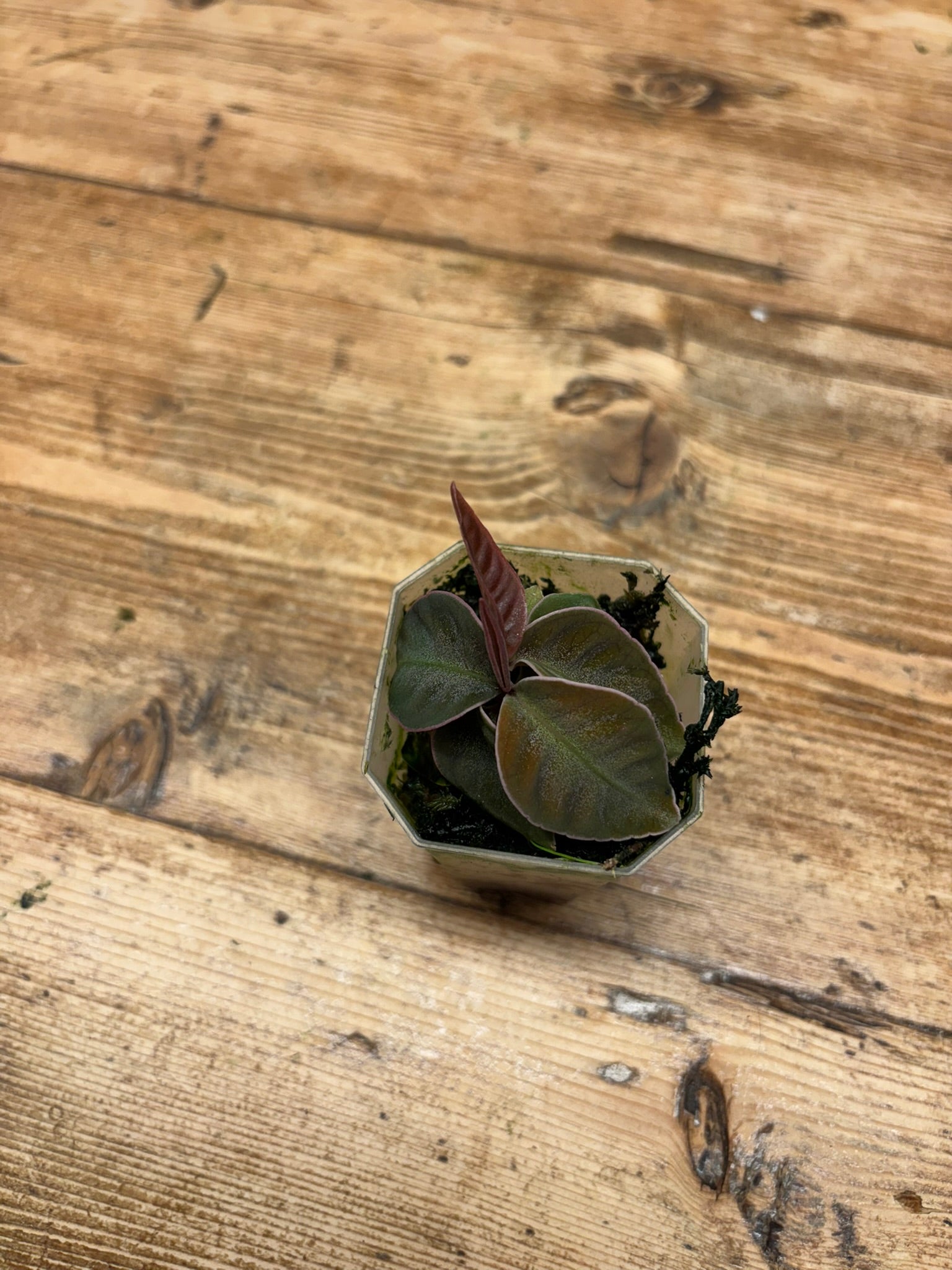 Labisia sp. ’Stardust’