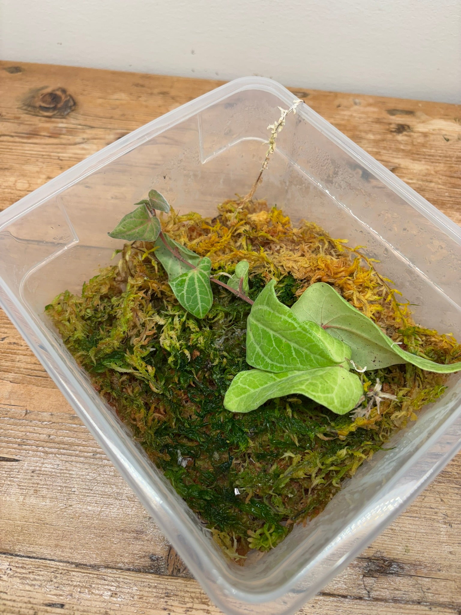 Piper aff. cryptantha (South Sumatra)