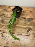 Ceratostema loucinae