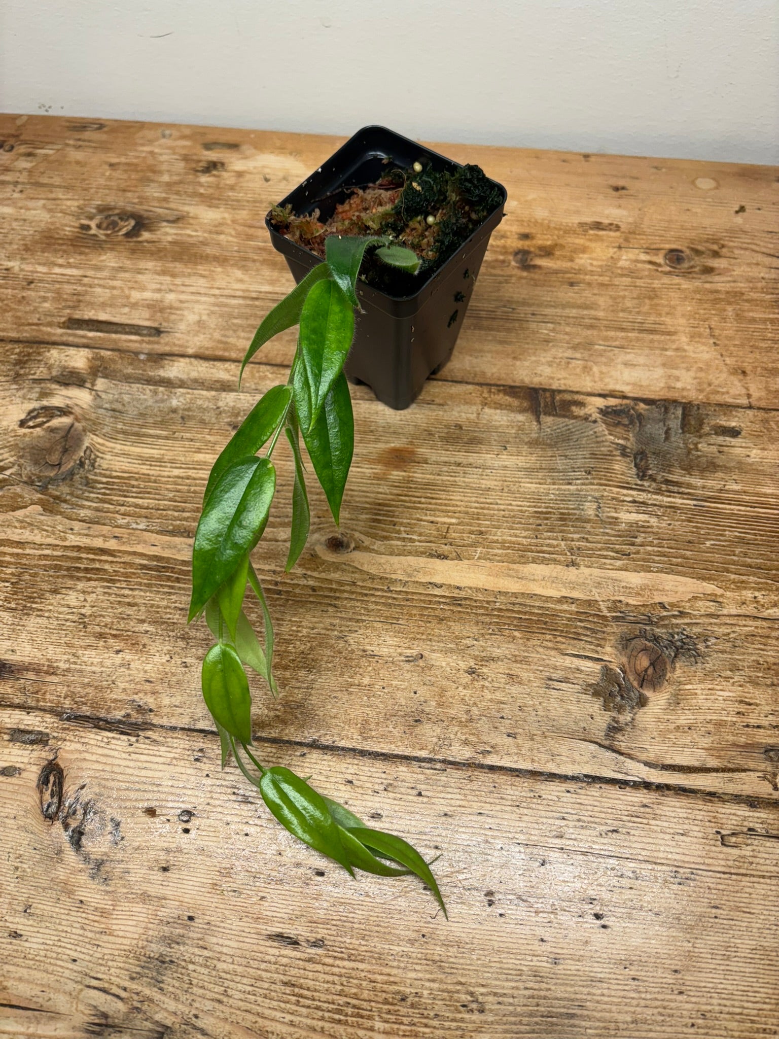 Ceratostema loucinae