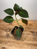 Pearcea species
