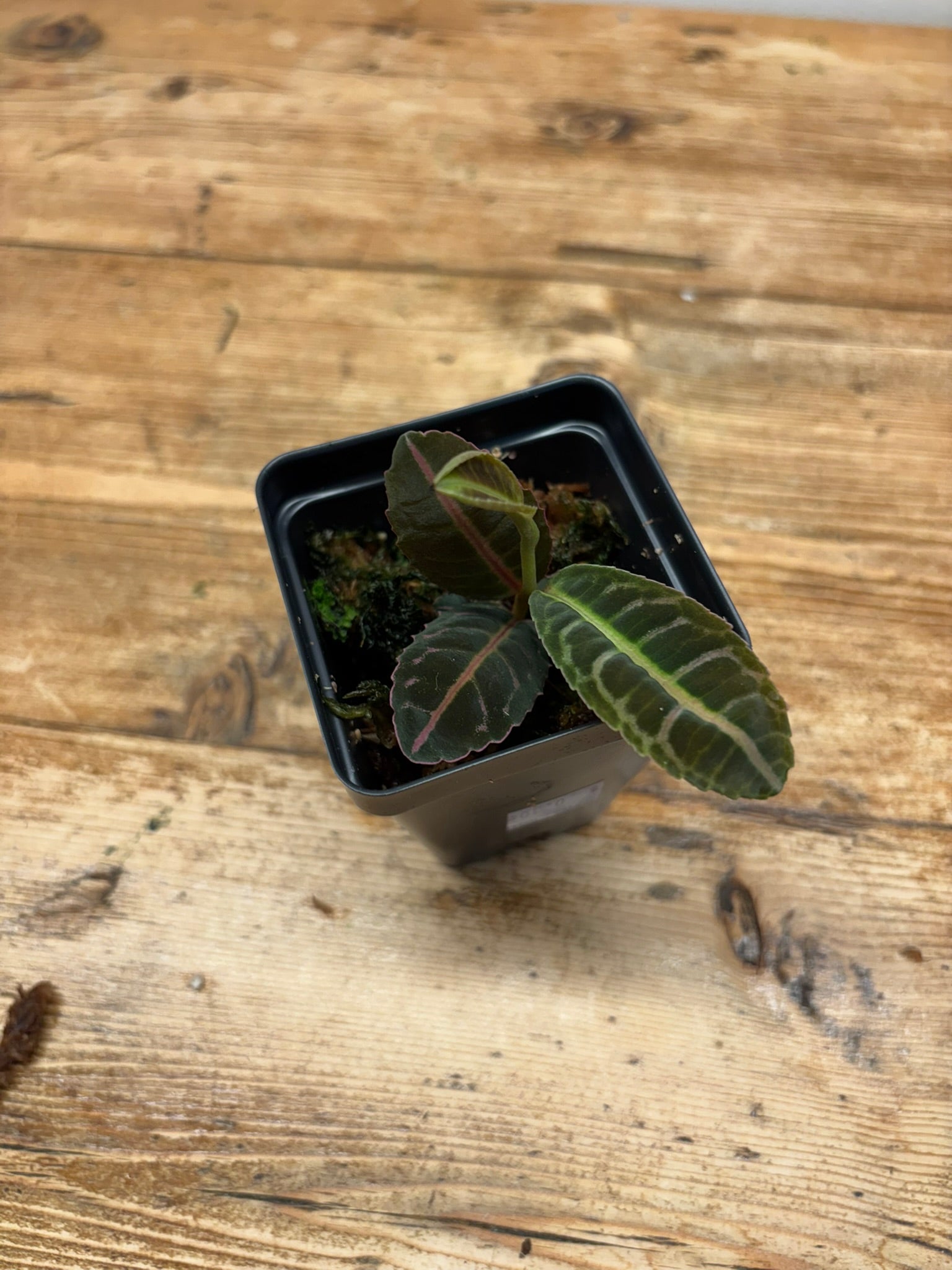 Labisia sp. ‘Riau’