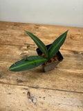 Labisia pumila