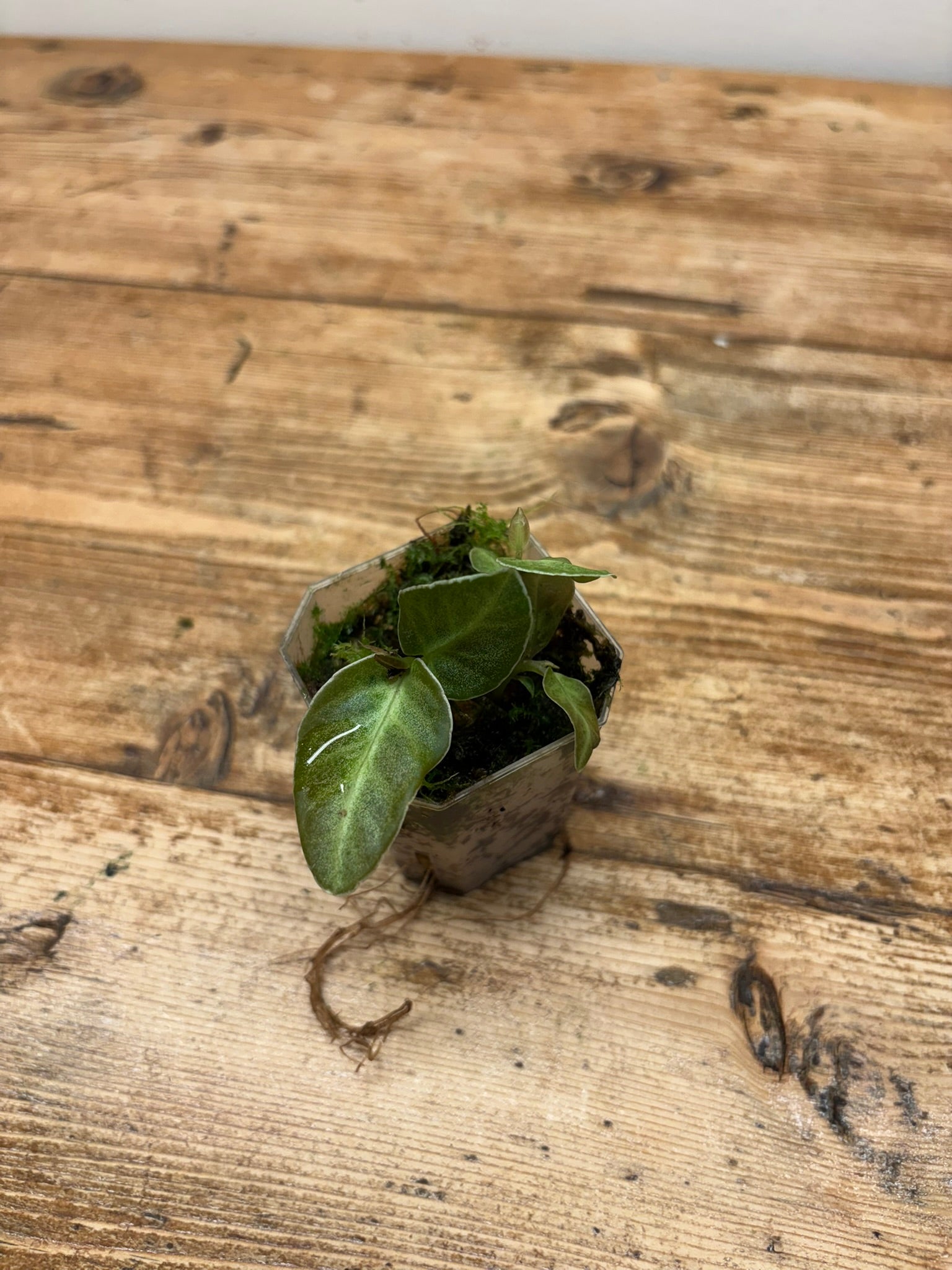 Labisia sp. ’Stardust’