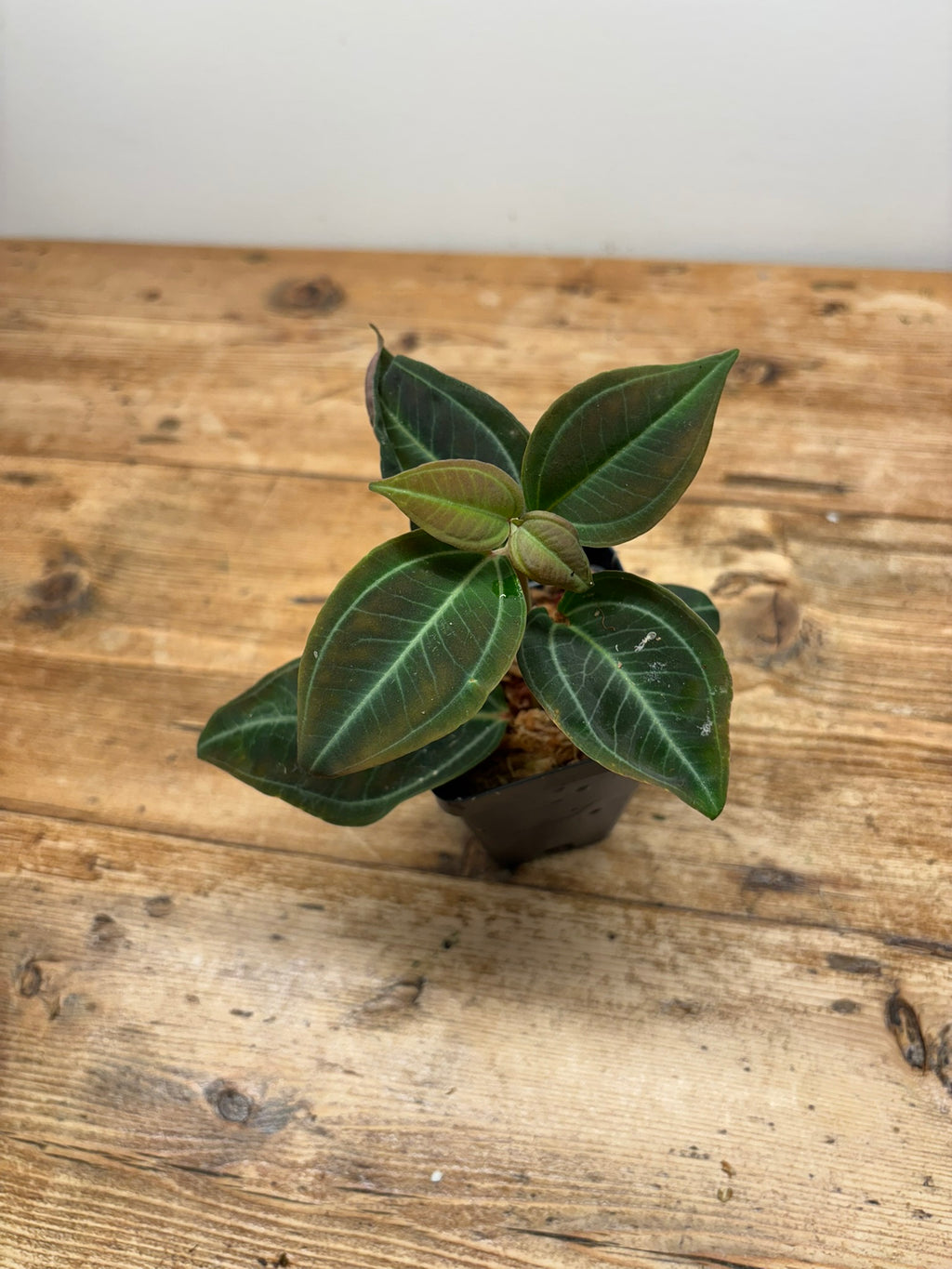 Pachycentria pulverulenta