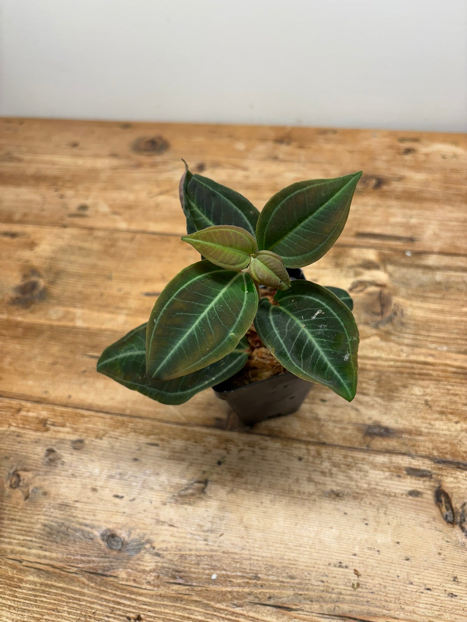 Pachycentria pulverulenta