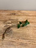 Microgramma vacciniifolia