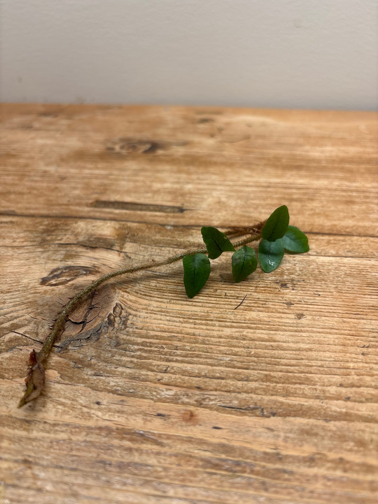 Microgramma vacciniifolia