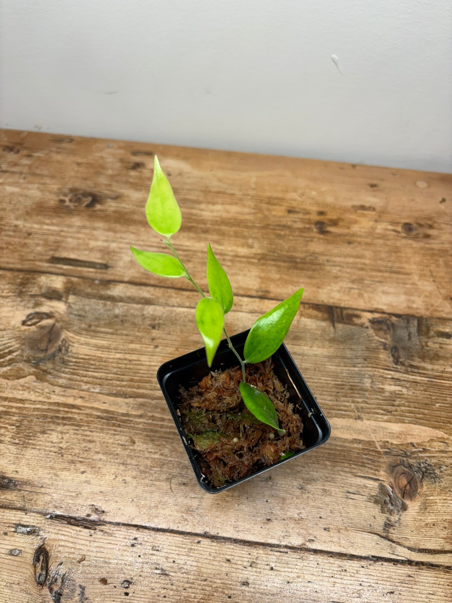 Ceratostema doucettei