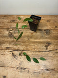 Ceratostema species