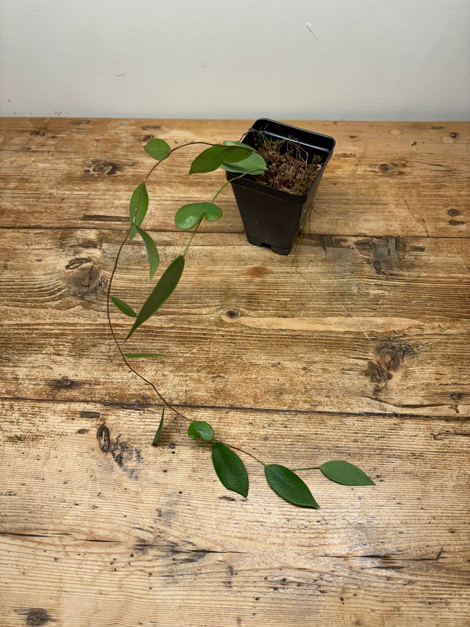 Ceratostema species