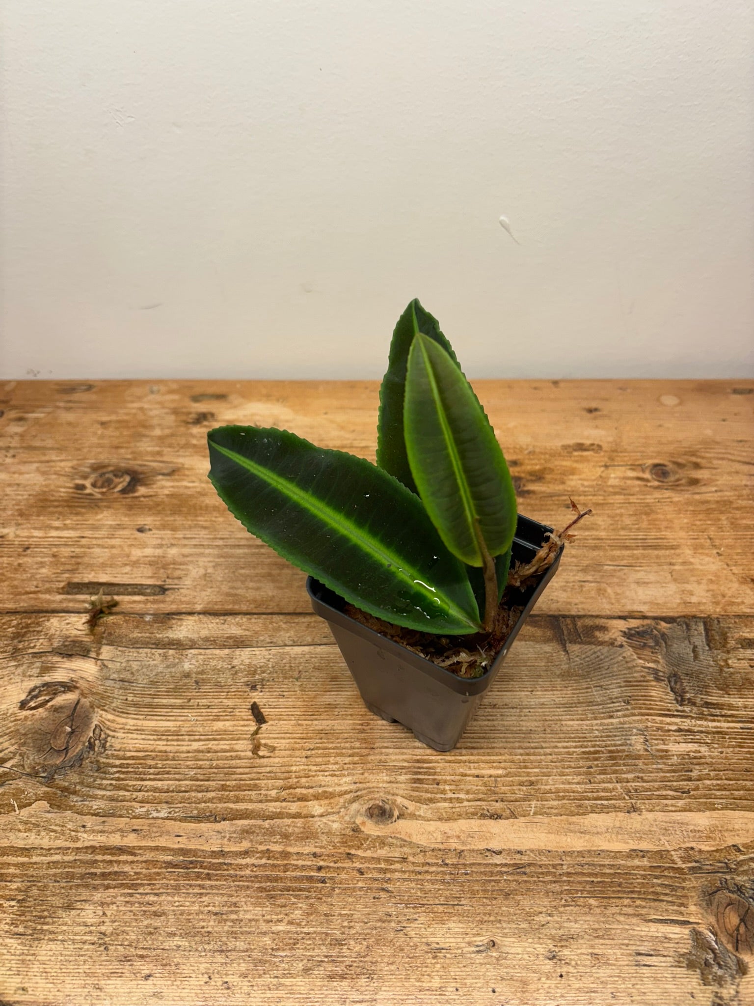 Emblemantha urnulata 'Veinless Green'