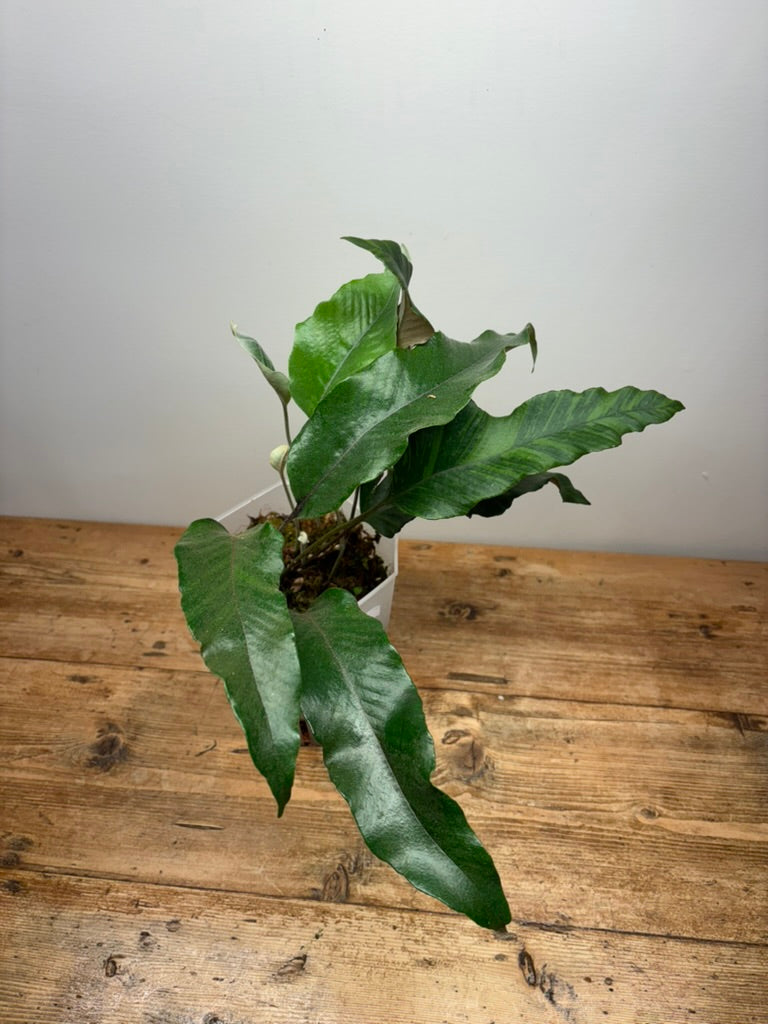 Pyrrosia lingua variegata