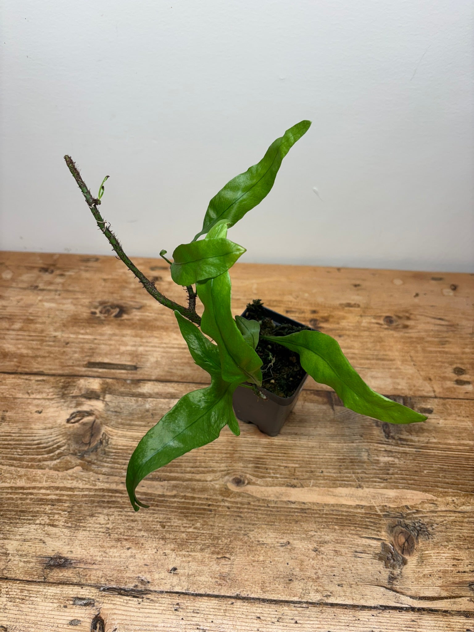 Microsorum scolopendria ‘Laua’e Iki’