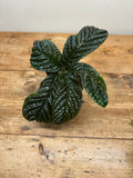 Ardisia species