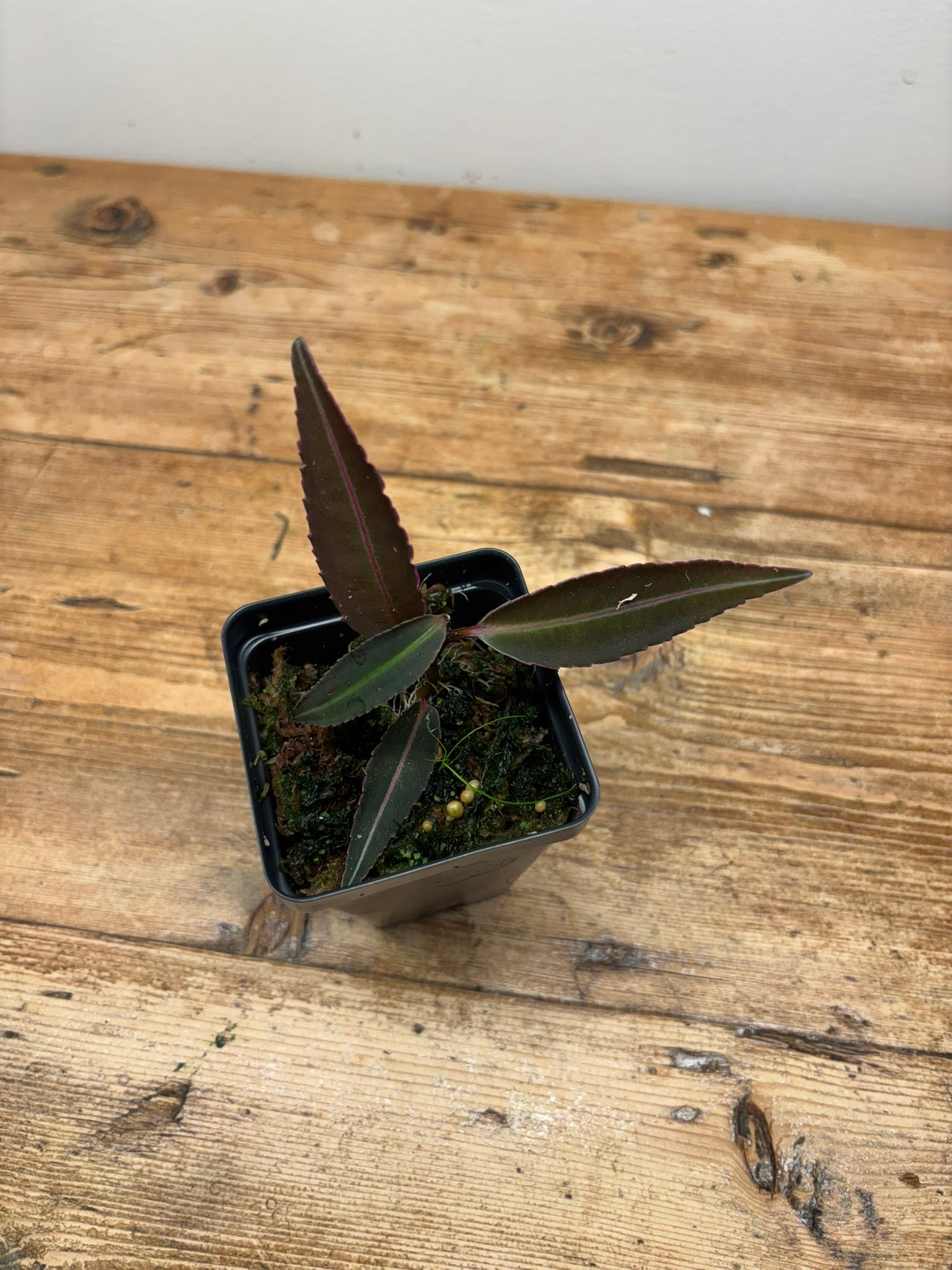 Ardisia sp. ‘Pink Line’