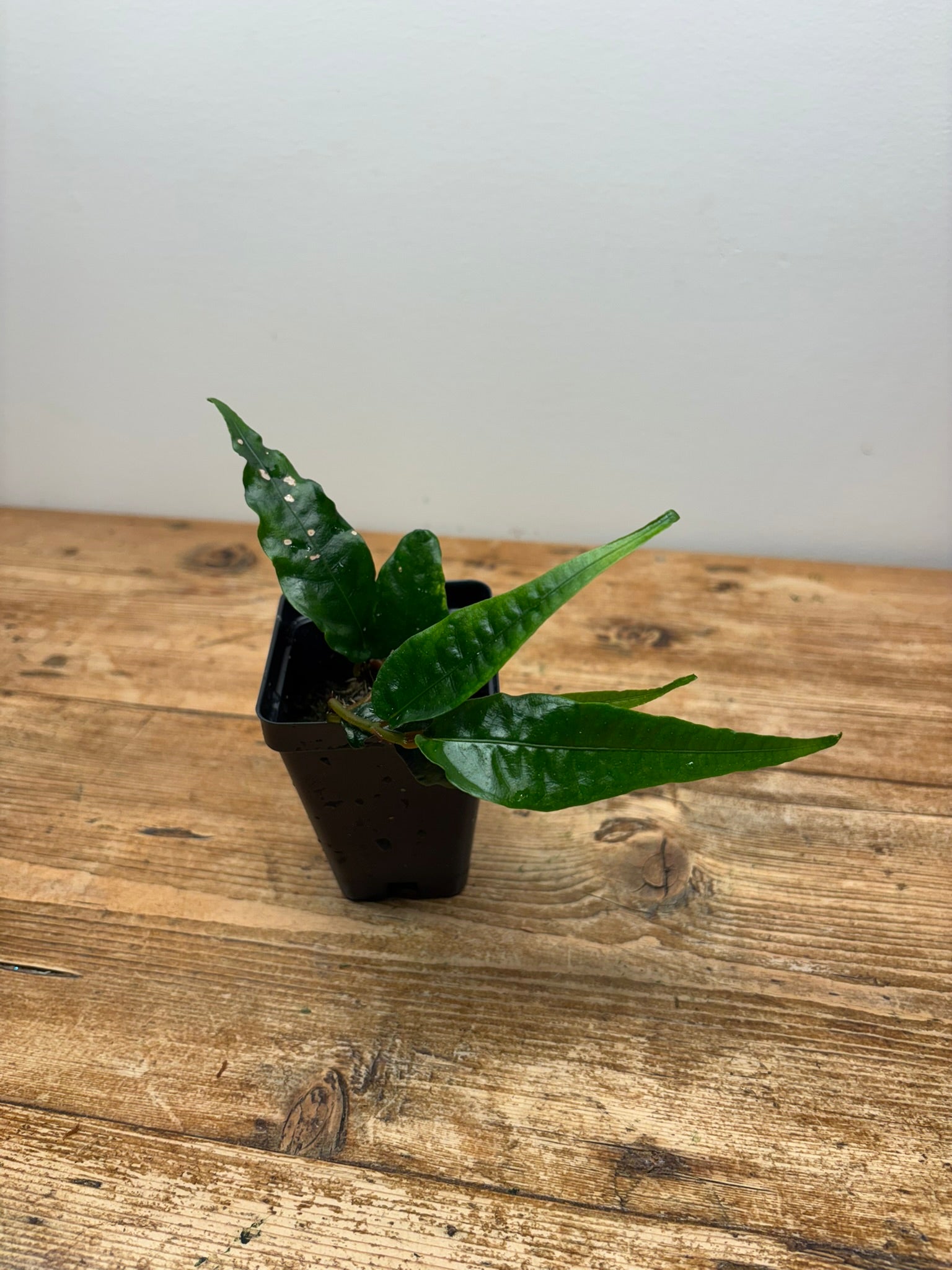 NoID sp. (North Sumatra)