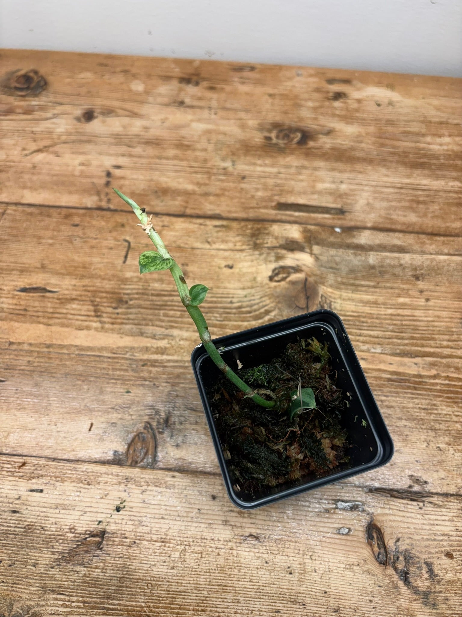 Rhaphidophora hayi variegated