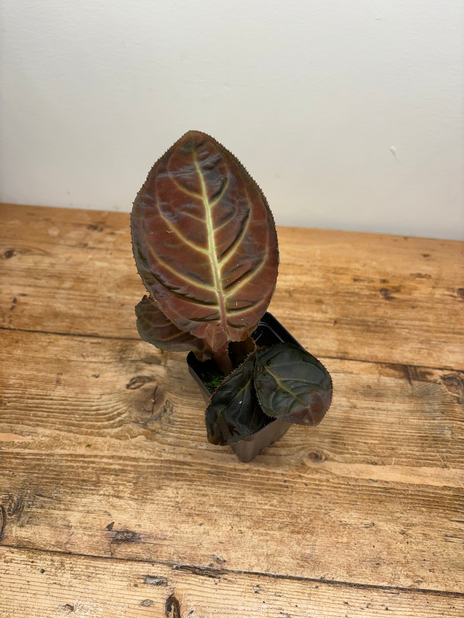 Ardisia gigantifolia