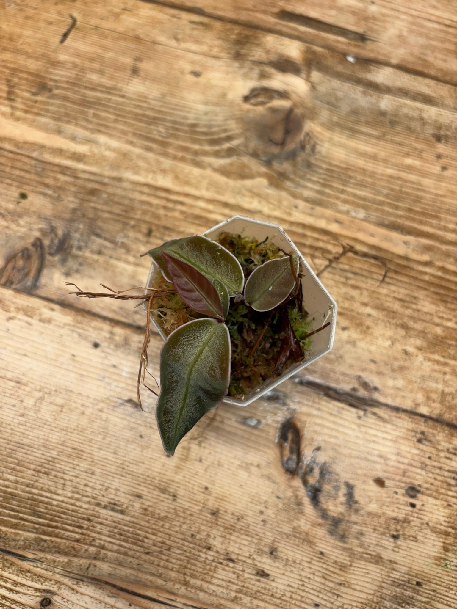 Labisia sp. ’Stardust’