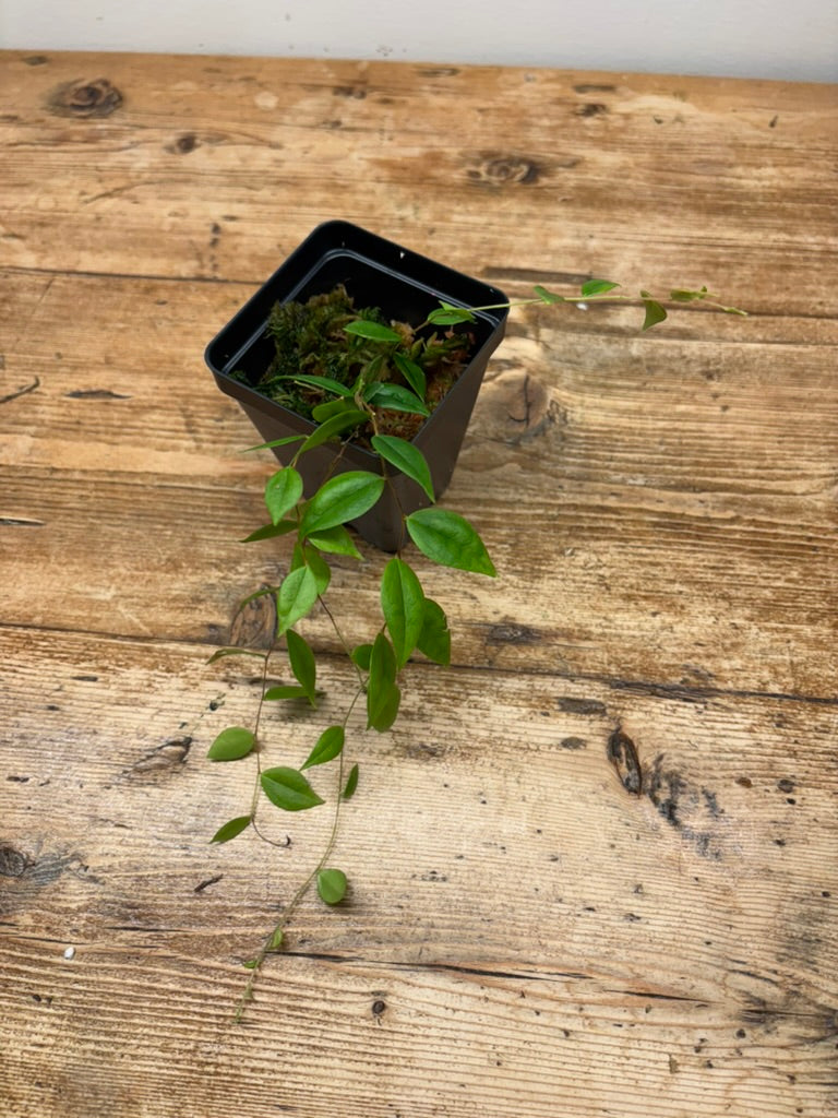 Sphyrospermum dissimile