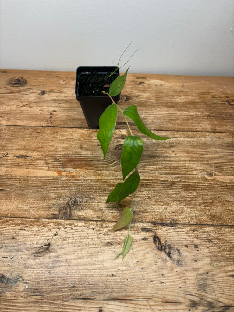 Ceratostema pepeportillae