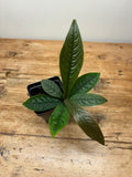Ardisia species (West Kalimantan, Indonesia)