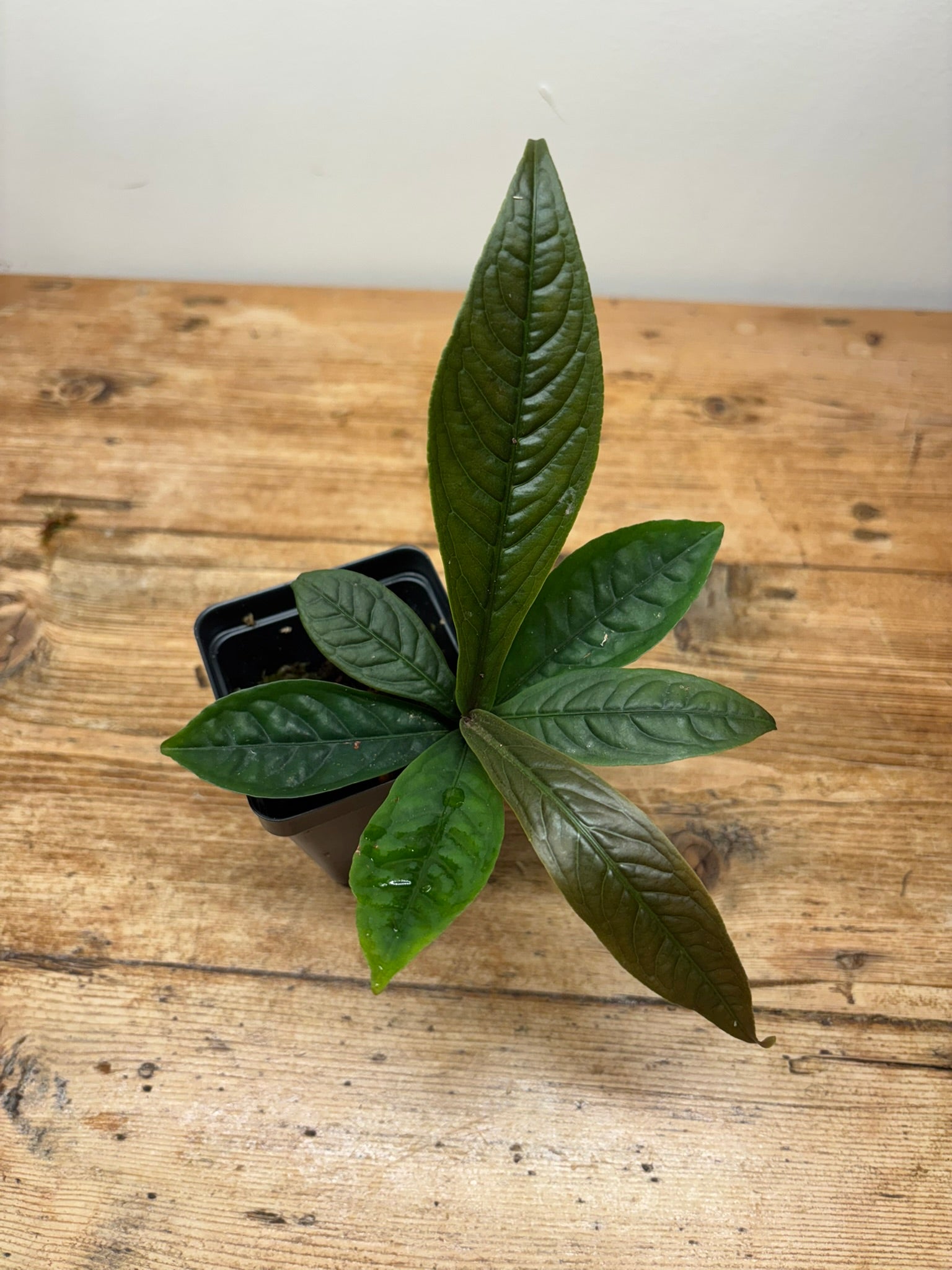 Ardisia species (West Kalimantan, Indonesia)