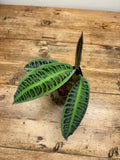 Emblemantha urnulata 'Creamy Lime'