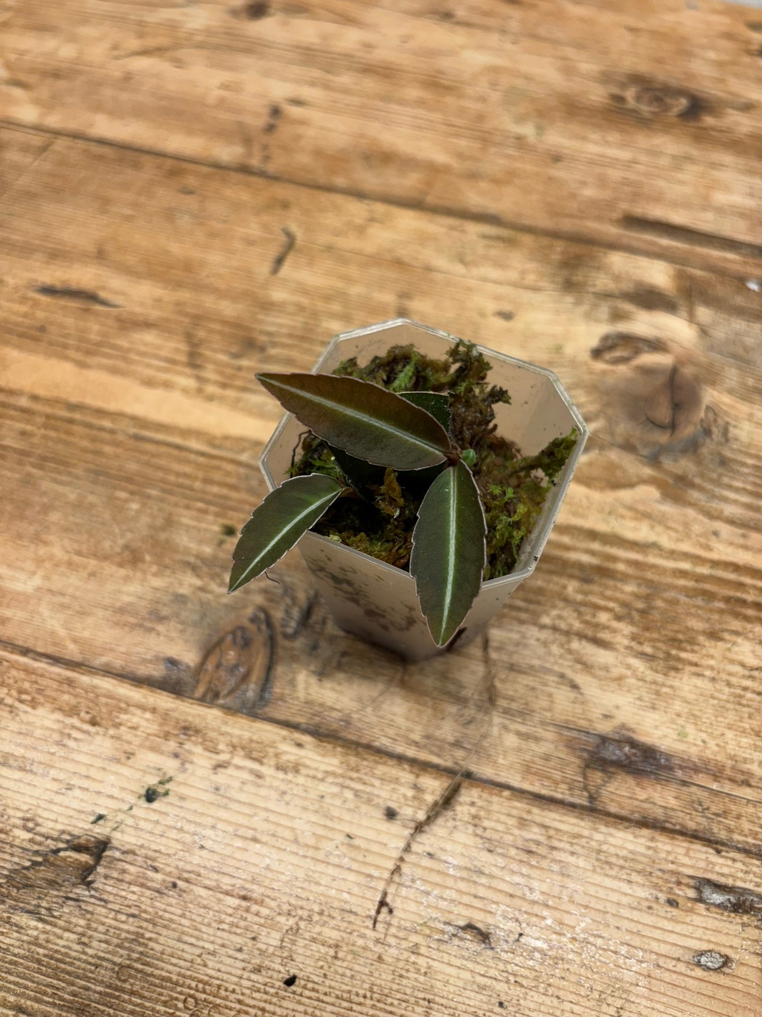 Labisia sp. (Kapuas Hulu)