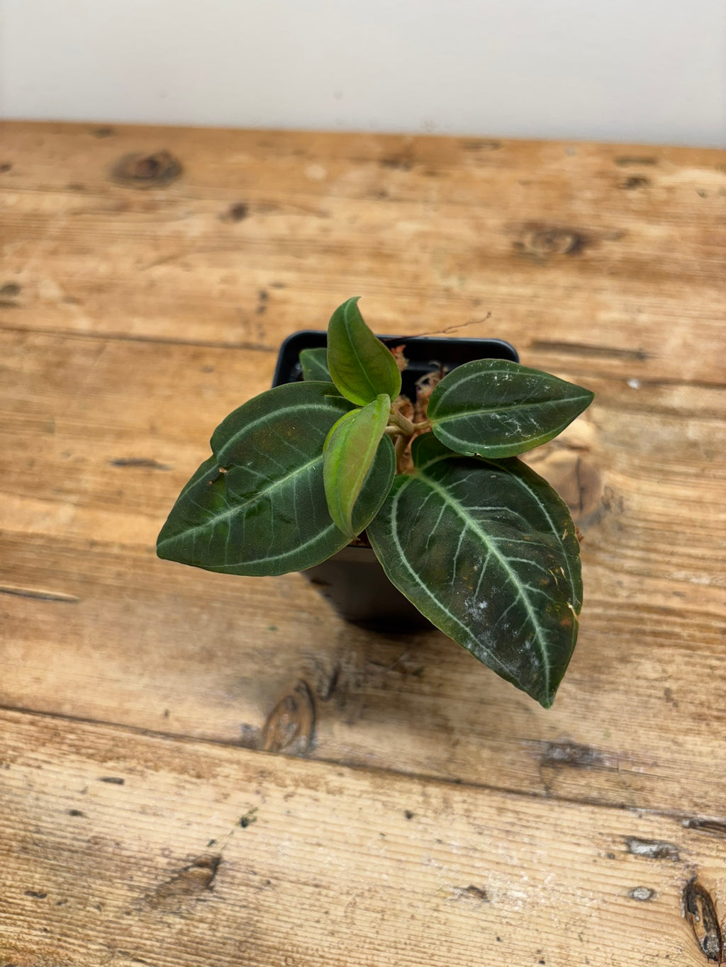 Pachycentria pulverulenta