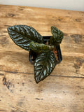 Ardisia species ‘Bronze’ (Bengkulu, Indonesia)