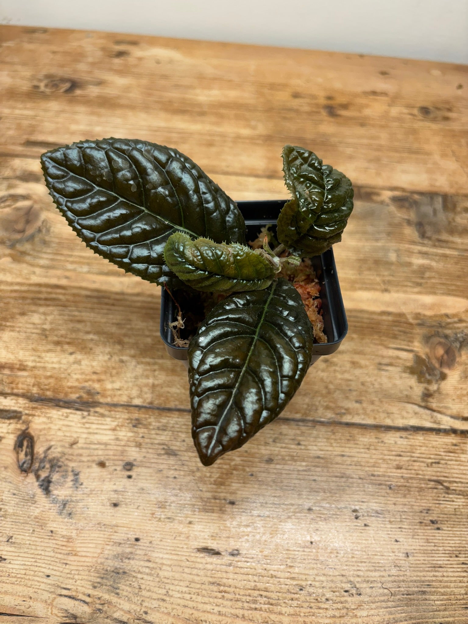 Ardisia species ‘Bronze’ (Bengkulu, Indonesia)