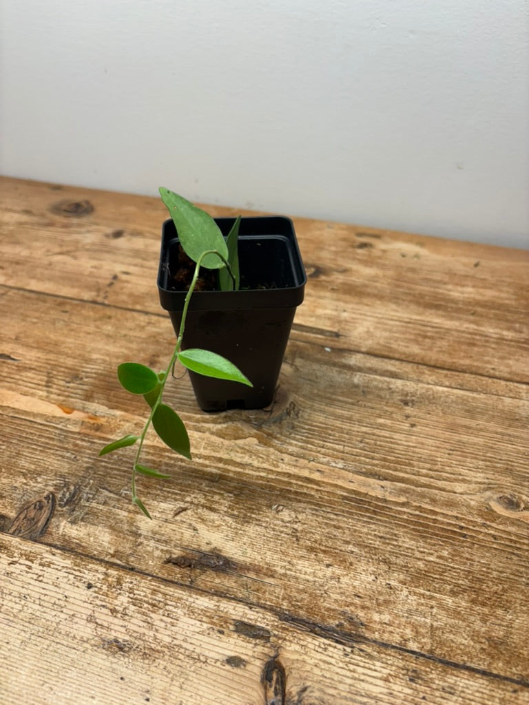 Ceratostema doucettei