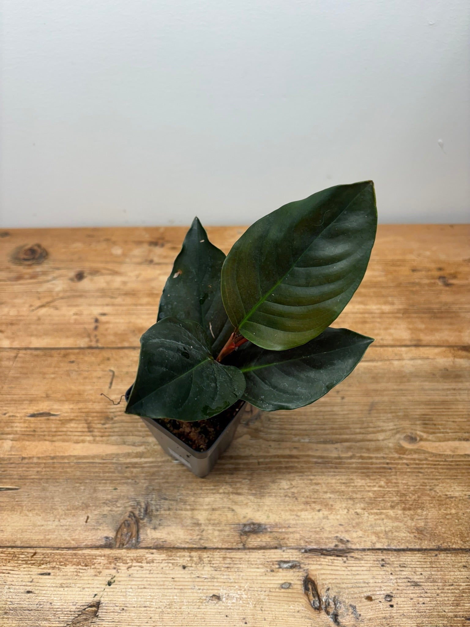 Rhodospatha Hybrid (Red)