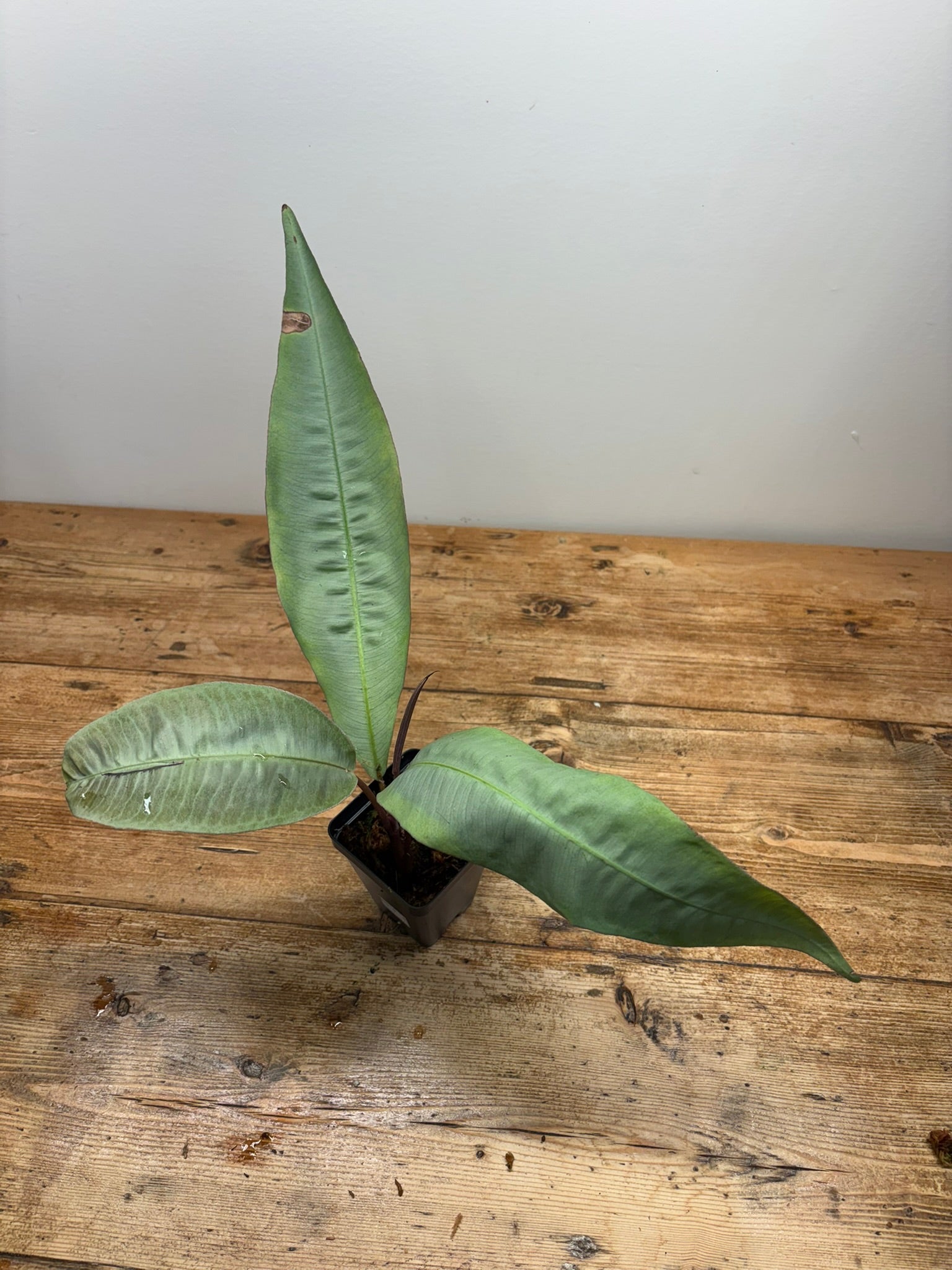 Ardisia sp. (Putussibau)