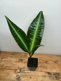 Ardisia species (Serimbu, Indonesia)