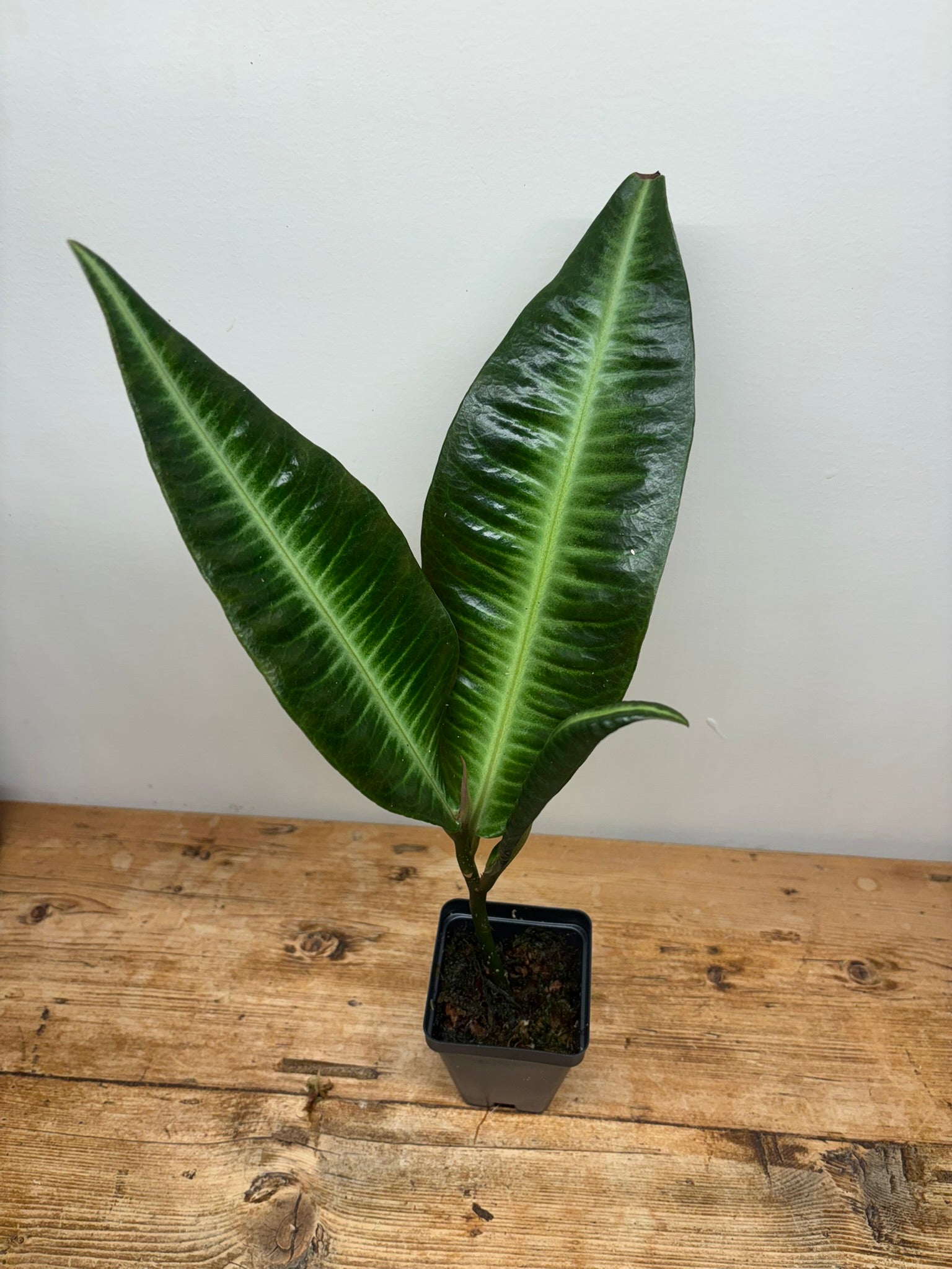 Ardisia species (Serimbu, Indonesia)