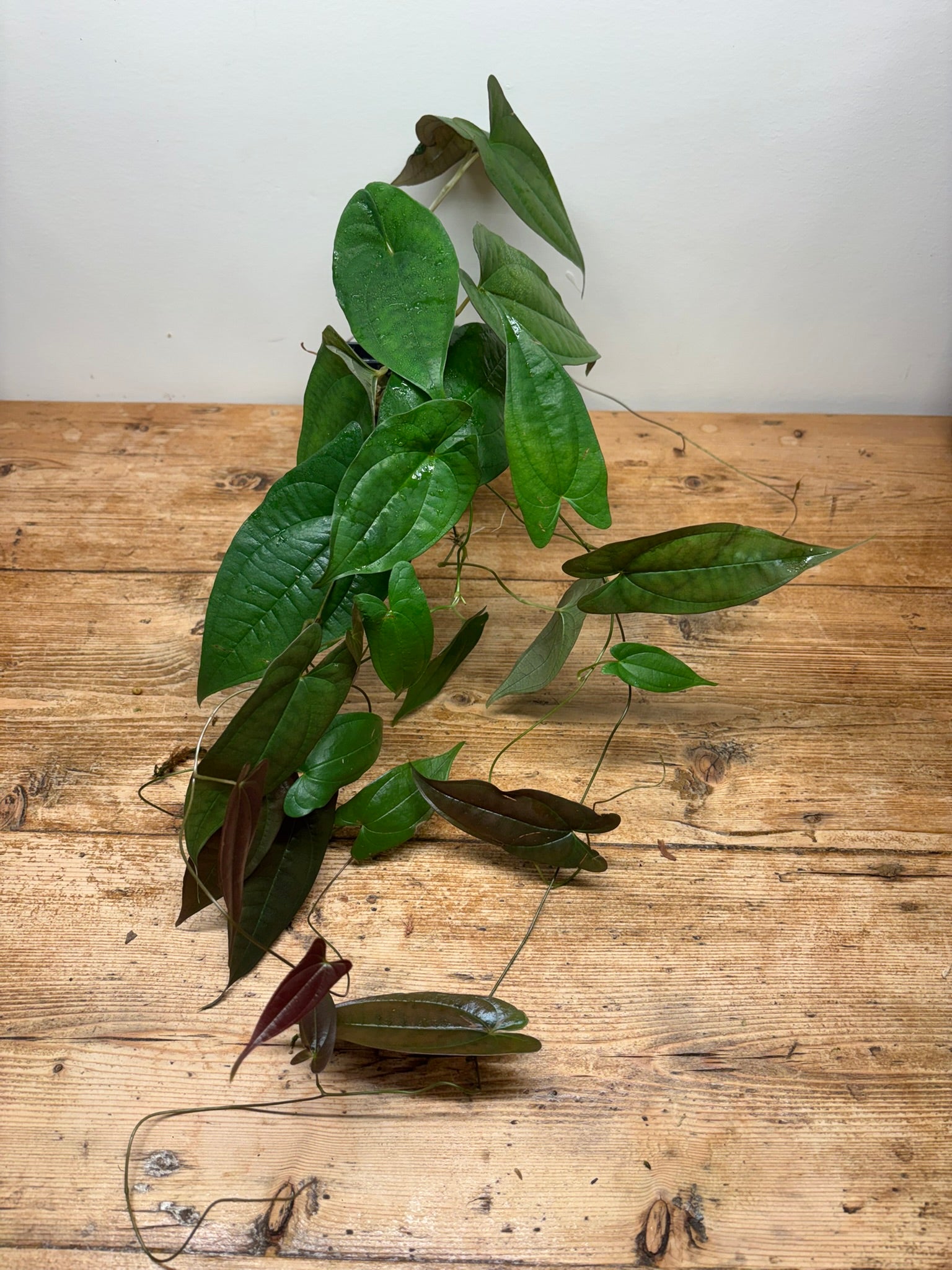 Dioscorea species ‘Black’ (Ecuador)