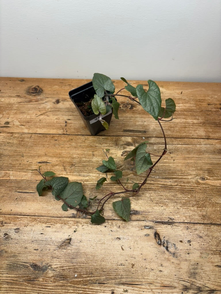 Piper sp. ‘Silver Specks’