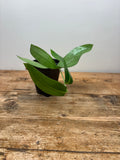 Ceratostema species