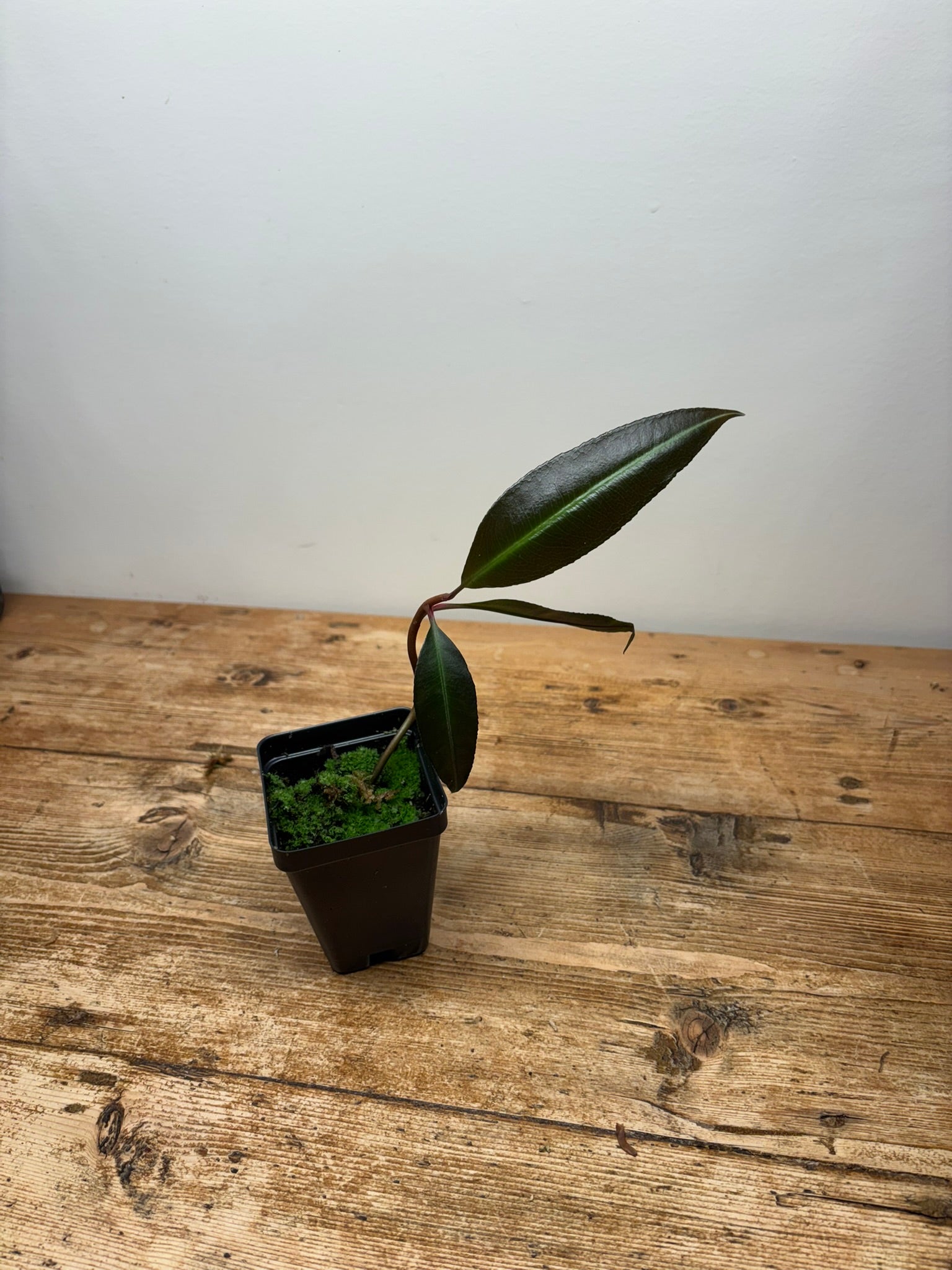 Ardisia species 'Pink Line'