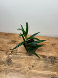 Columnea crassifolia