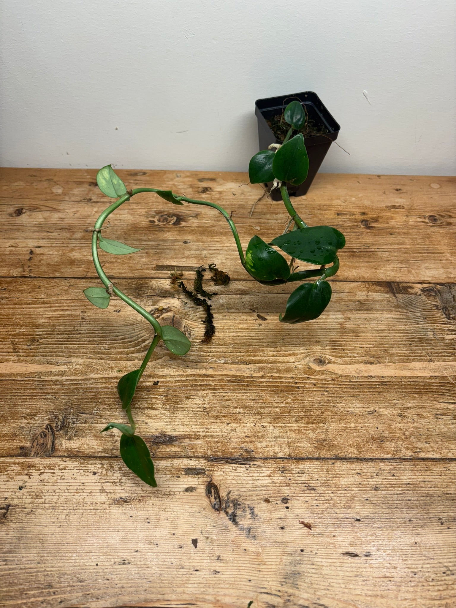 Rhaphidophora hongkongensis