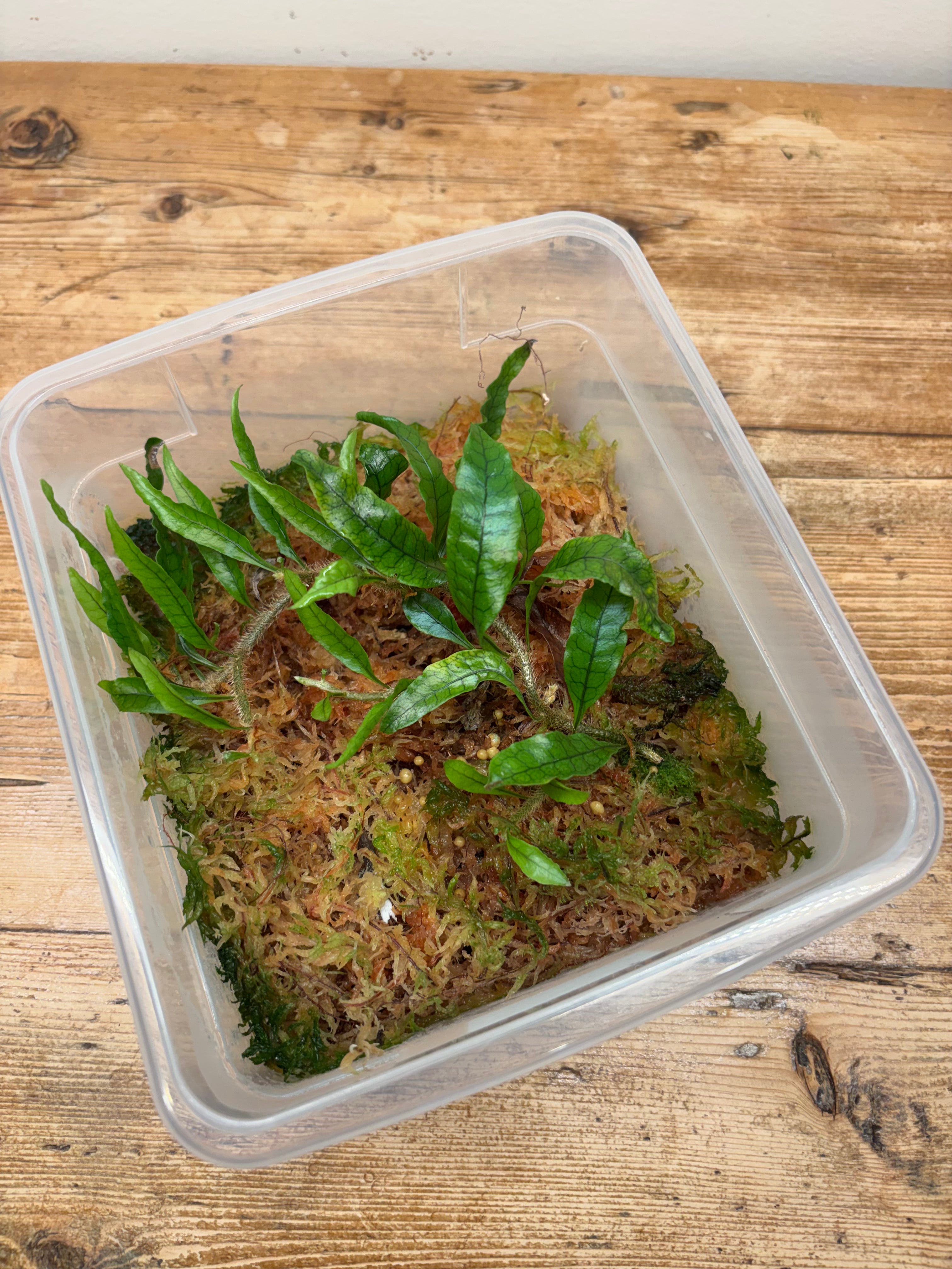 Microgramma lycopodioides