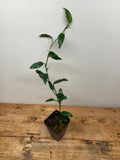 Philodendron species